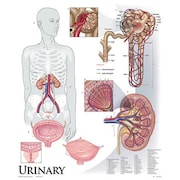 DENOYER-GEPPERT Charts/Posters, Urinary System Mounted 1427-10